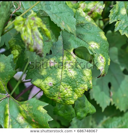 Vine leaves affected by fungal disease, downy Mildew, false mildew (  Plasmopara viticola )