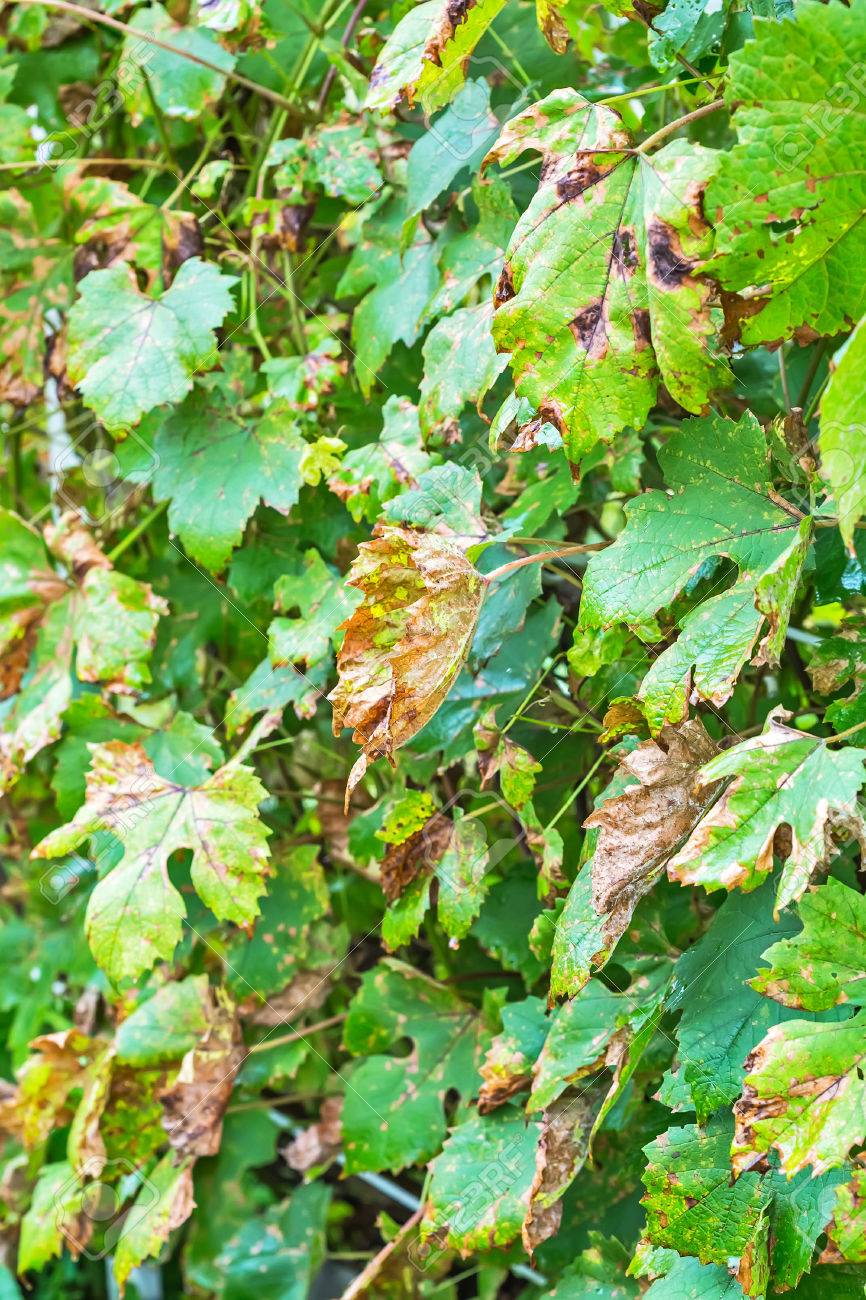 Stock Photo - The vineyard is affected by fungal disease, downy Mildew, false  mildew ( Plasmopara viticola )