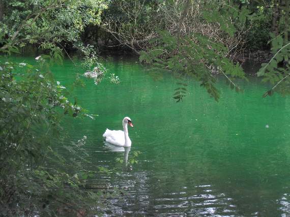 A swan swims in the bright green water of Kings Pond