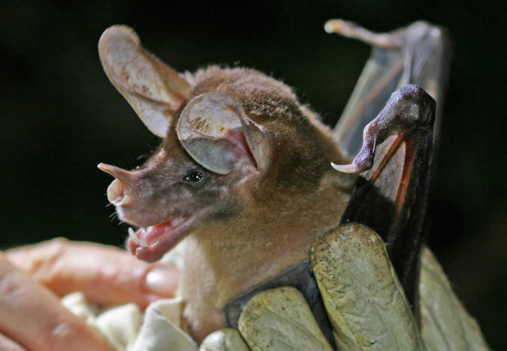 Great False Vampire Bat [Spectral Bat]