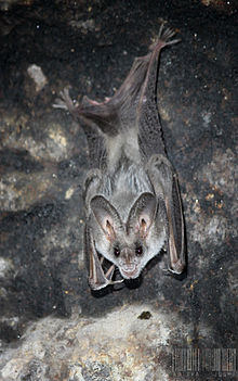Greater false vampire bat