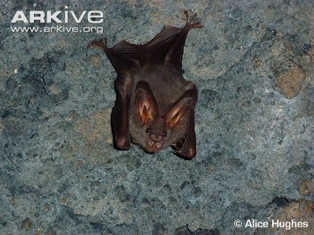 Lesser false vampire bat (Megaderma spasma)