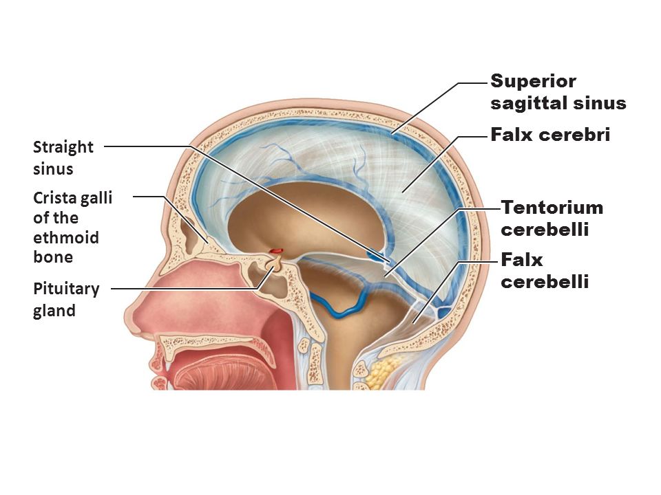 Falx cerebri. Straight. sinus. Crista galli. of the