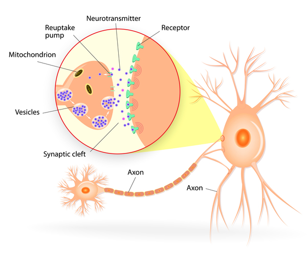 Communication between neurons depends on chemicals called neurotransmitters
