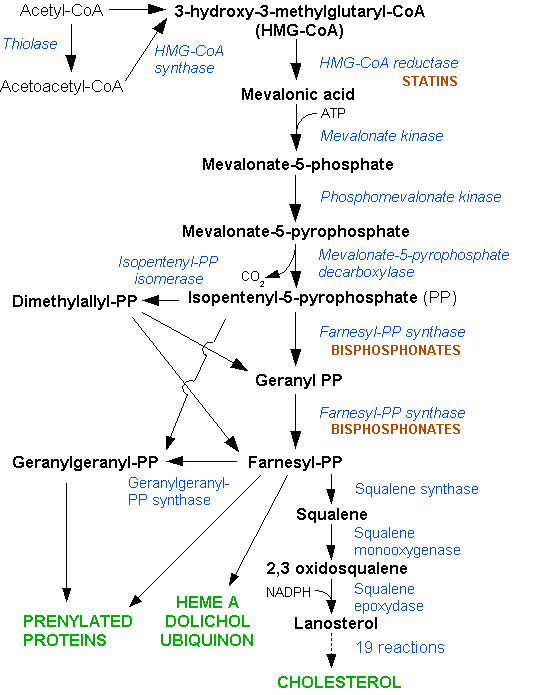 The HMG-CoA reductase pathway, which is blocked by statins via inhibiting  the rate · Familial hypercholesterolemia