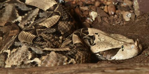 A snake with a cream, gray and black pattern and two small horns on the