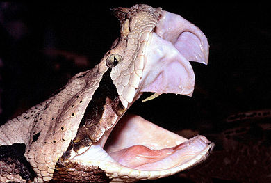 A Gaboon viper showing its fangs