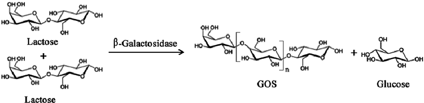 Simplified enzymatic reaction to produce Galacto-oligosaccharides (GOS)  from lactose using β -