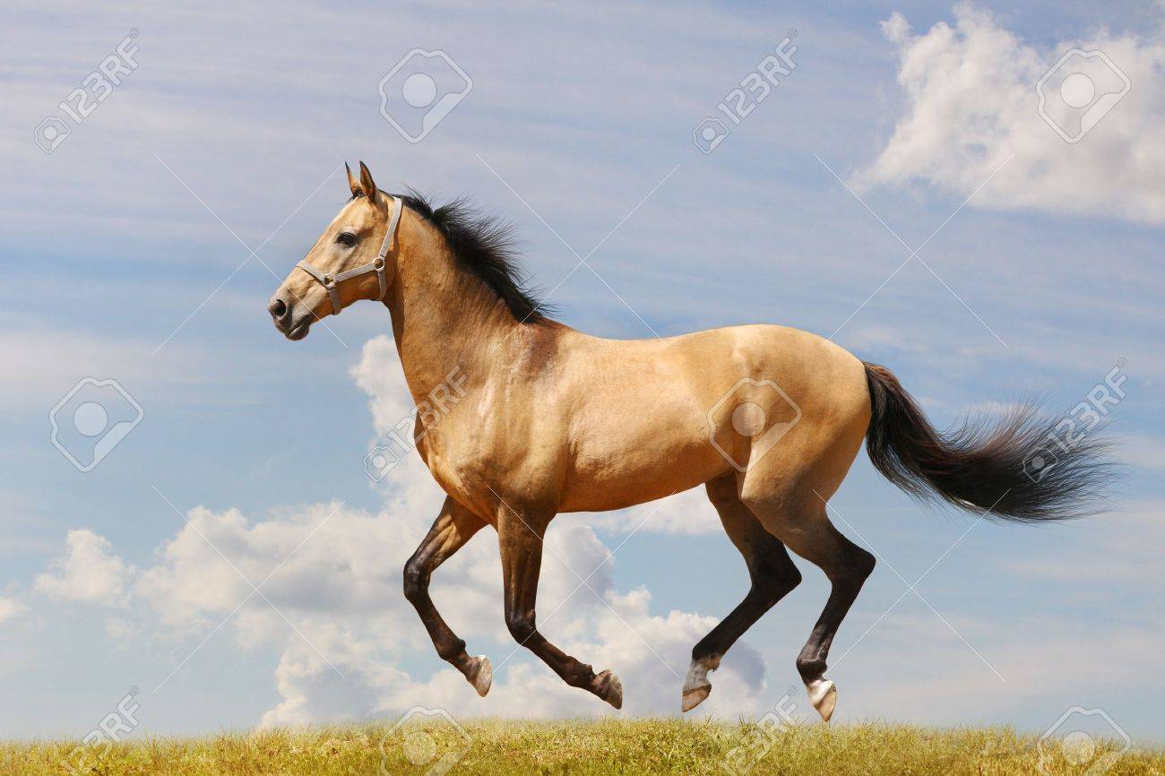 horse gallop