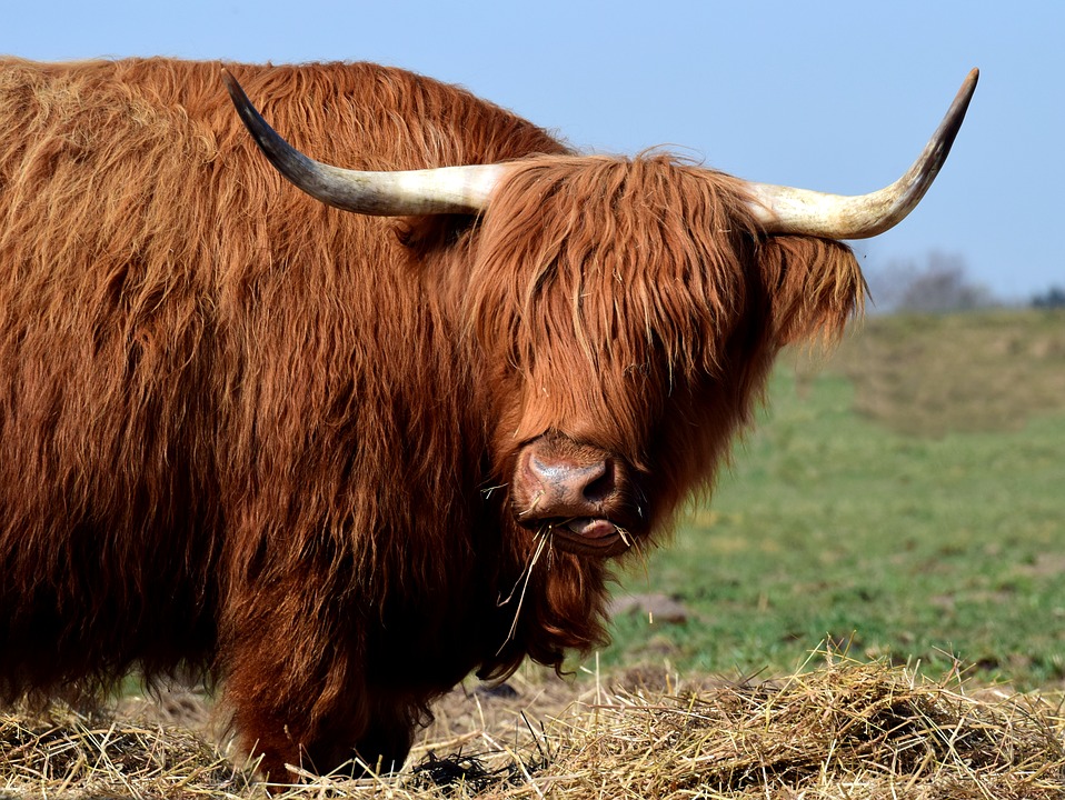 galloway highland beef scottish hairy eat pasture