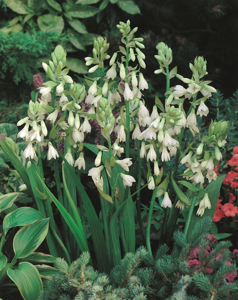Galtonia candicans – 5 bulbs per packet – AUG/OCT DELIVERY