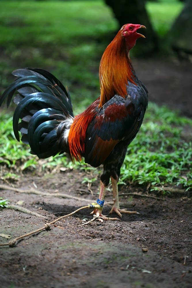 Gamecock Rooster