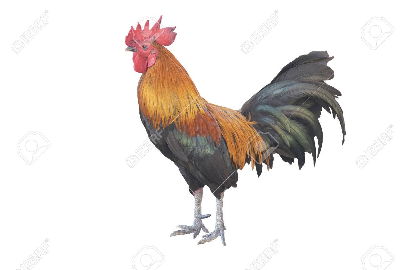 A gamecock is a type of rooster and game fowl, a type of chicken with