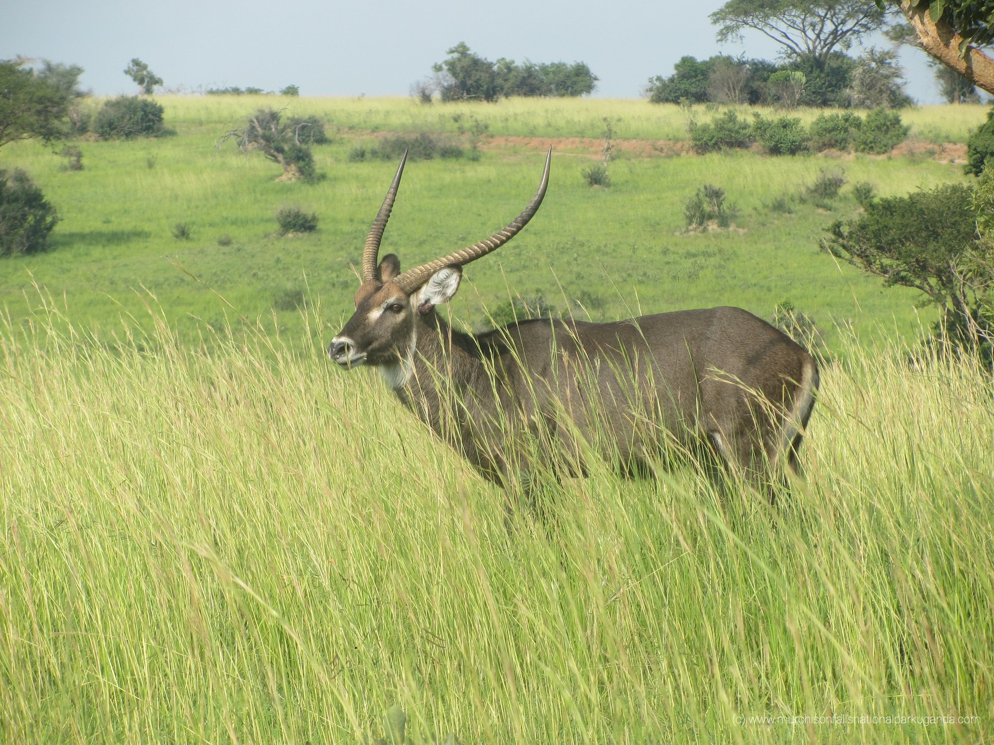 View Larger Image Uganda Safari