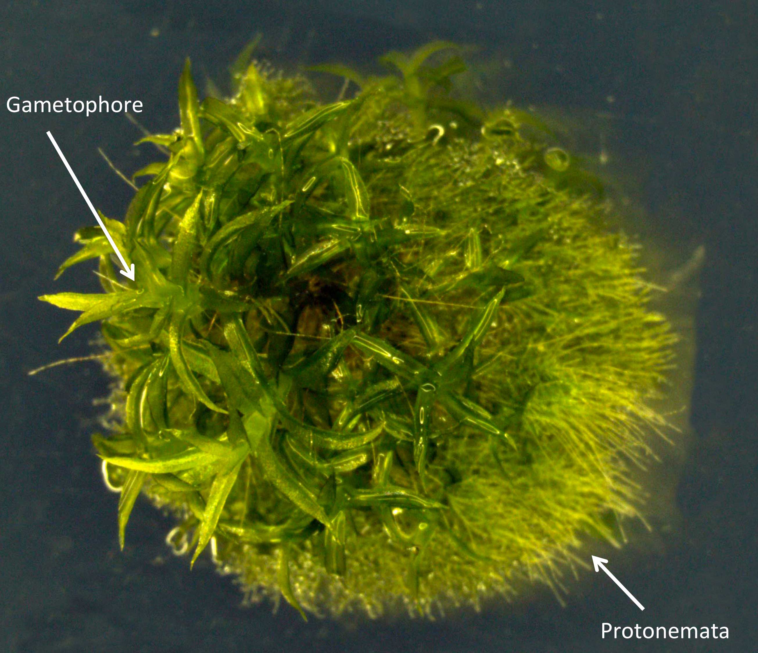 Сфагнум водная. Physcomitrella Patens мох. Мох который распускается от воды. Мох на Марсе. Водные мохообразные.