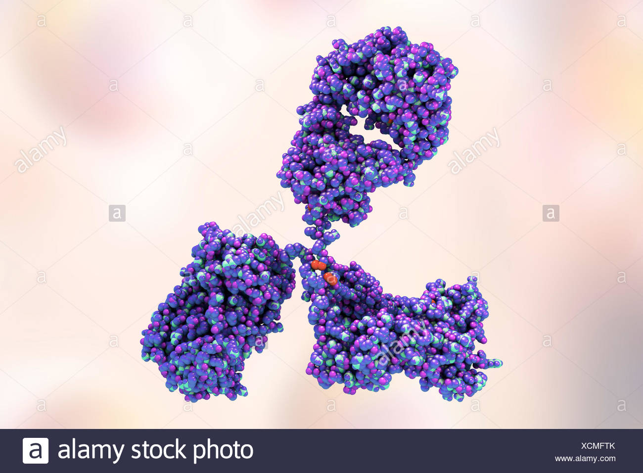 Ilustración que muestra la estructura de un anticuerpo o inmunoglobulina,  molécula. Estas moléculas en