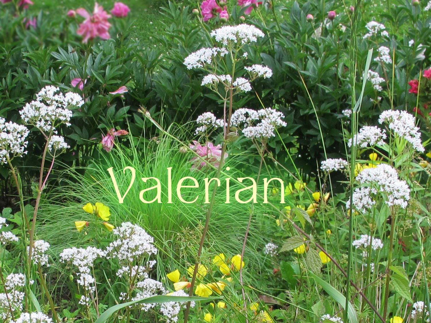 garden heliotrope, Valeriana officinalis