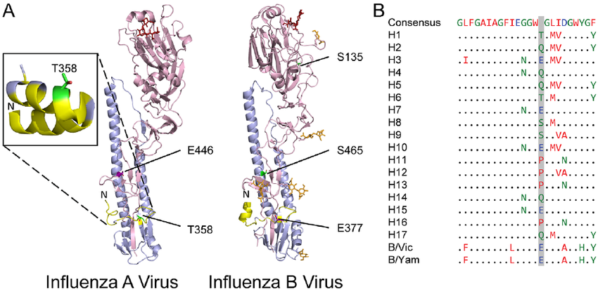 Location of phosphorylated residues in haemagglutinin. (A) An influenza A  virus H1-subtype HA monomer (PDB 1RVZ [75]) and an influenza B virus HA  monomer