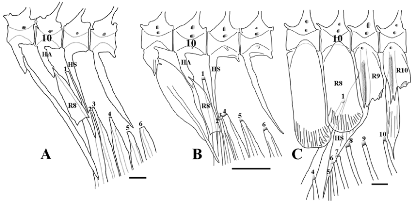 Lateral views of vertebrae 9-12 with haemal arches and associated ribs,  haemal spines and proximal portions of the anal fin pterygiophores.