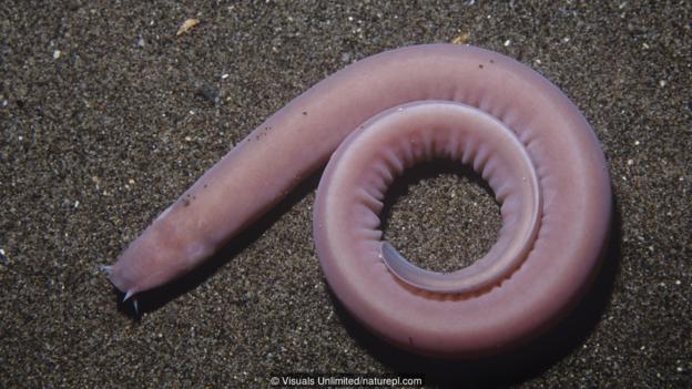 View image of Hagfish are some of the most unusual fish alive (Credit:  Visuals Unlimited/Traveller Location)