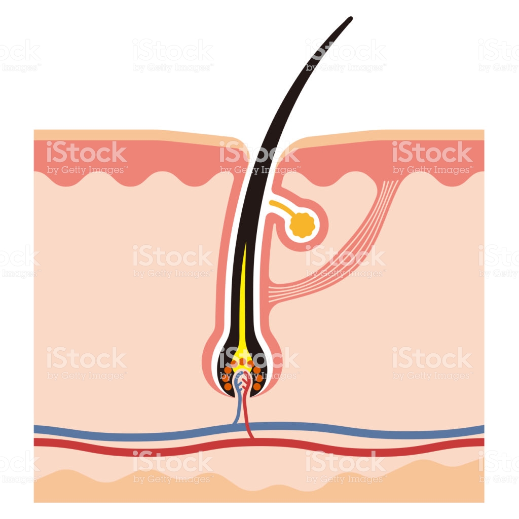 Illustration of hair root royalty-free illustration of hair root stock  vector art &