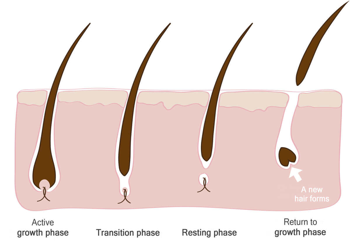 Overview of the hair root growth cycle