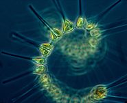 A phytoplankton cell