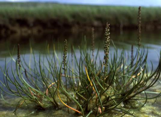 Halophytes: Sea Arrowgrass (Triglochin maritimum)