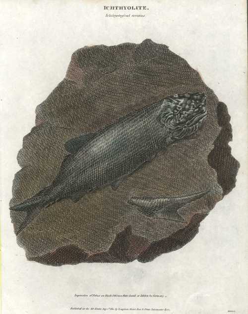 Ichthyolite. Ichthyological remains. Fossil impression of Fishes in Slate.  c1810