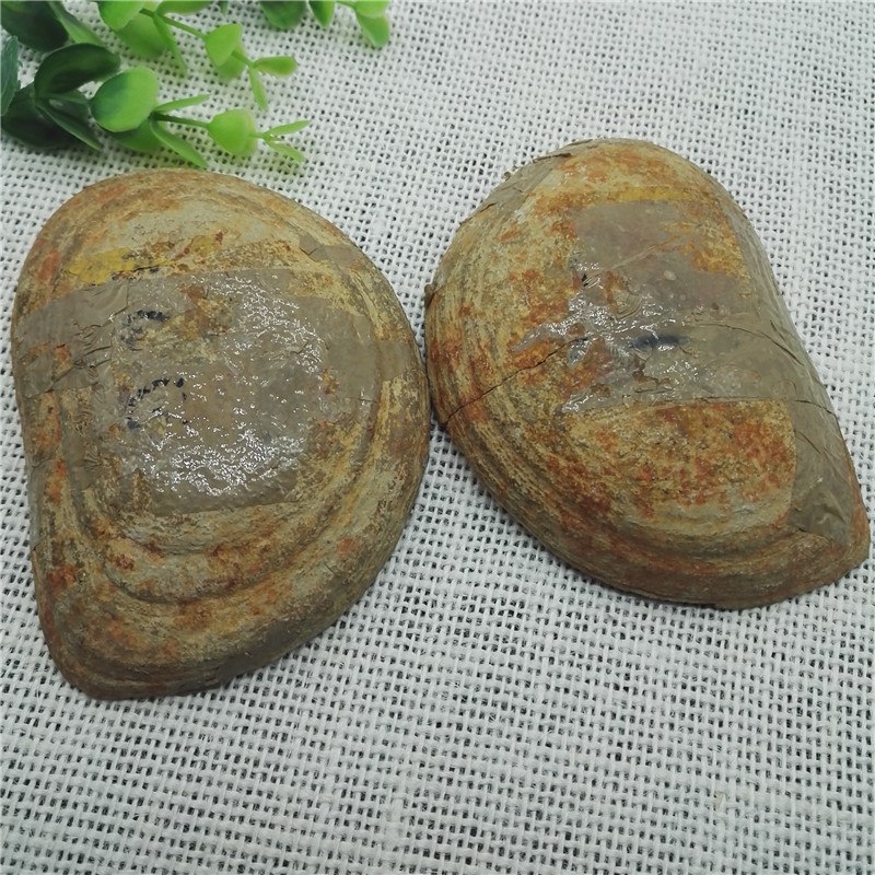 Both Sides Of The Fish Well preserved Million Year Old Fishbone Fossils  Energy Reiki Ichthyolite Collection-in Stones from Home & Garden on  Traveller Location