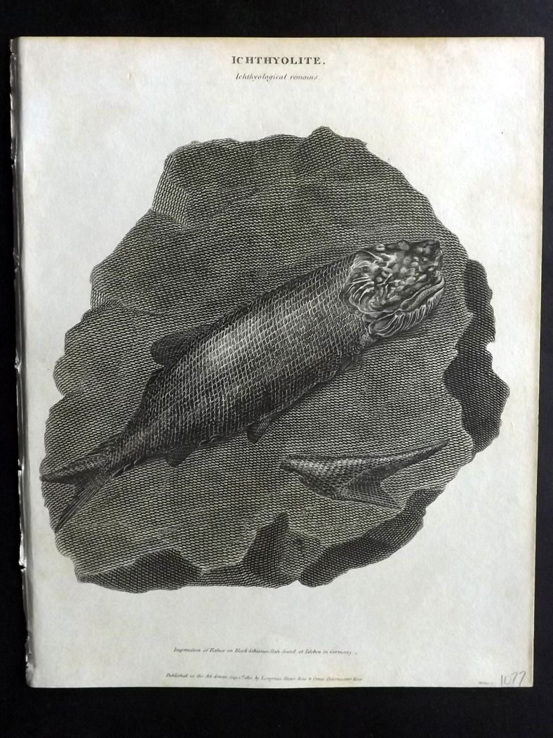 Ichthyolite. Fish Fossil
