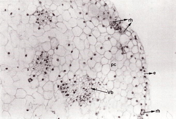 Crystal idioblasts in the cross section of the ovary of the S. lutea. (