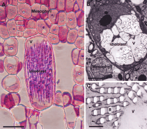 Ca oxalate crystal idioblasts of water lettuce have specialized |  Download Scientific Diagram