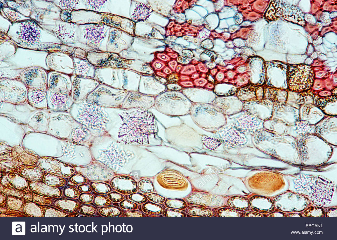 Tilia (cross section), Malvaceae, idioblasts, druse, 400 X optical  microscope, photomicrography , plant anatomy , botany