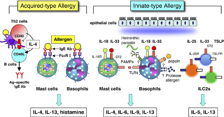 IgE antibody is an essential molecule in allergy induced by mast cells or  basophils stimulated by complexes of antigen and antigen-specifi c IgE that
