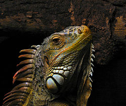 Portrait of an Iguana.jpg