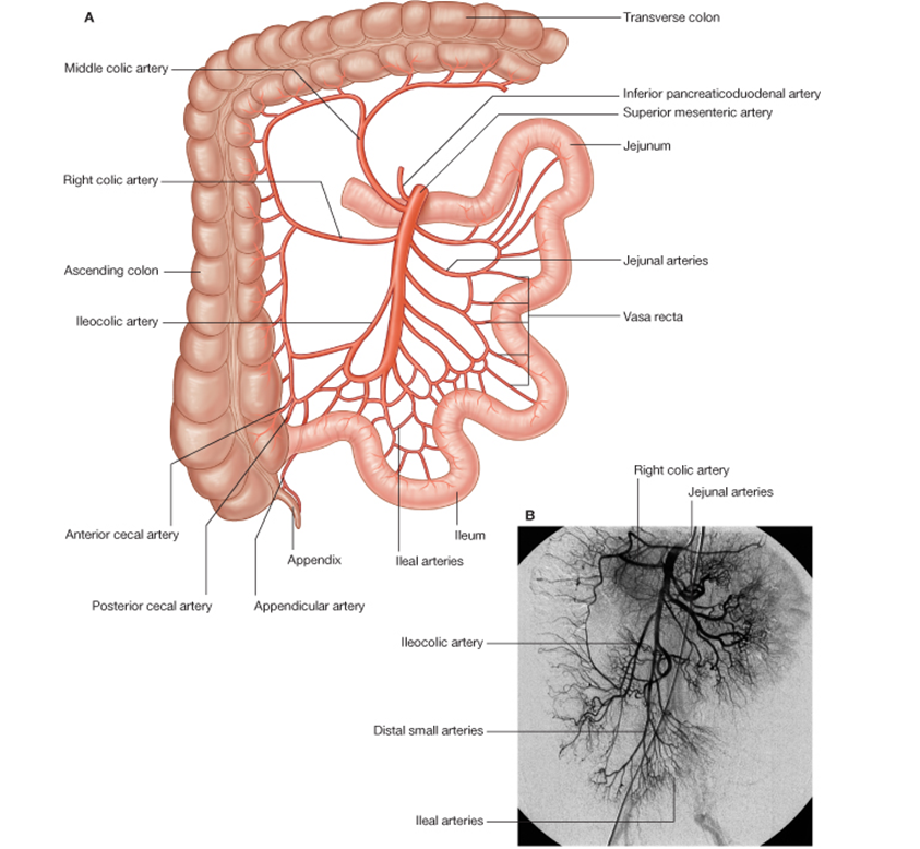 the ileum, the cecum, the appendix and the lower part of the ascending  colon; the right and middle colic arteries to the upper part of the  ascending