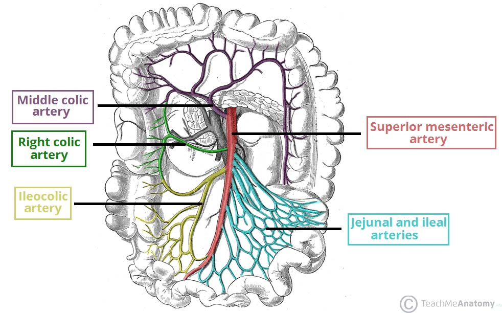 Fig 1 – The superior mesenteric artery and its branches. Note: the inferior  pancreatoduodenal artery arises more proximally, and is not visible on this