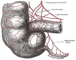 Arteries of cecum and vermiform process. (Terminal part of Ileocolic  labeled at upper right.)