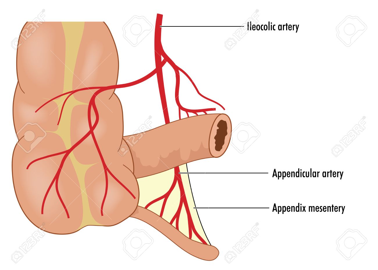 ileocolic artery