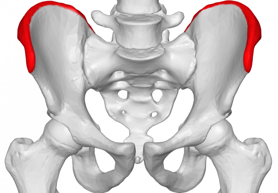 Iliac crest highlighted on model of the pelvis. Image credit:BodyParts3D