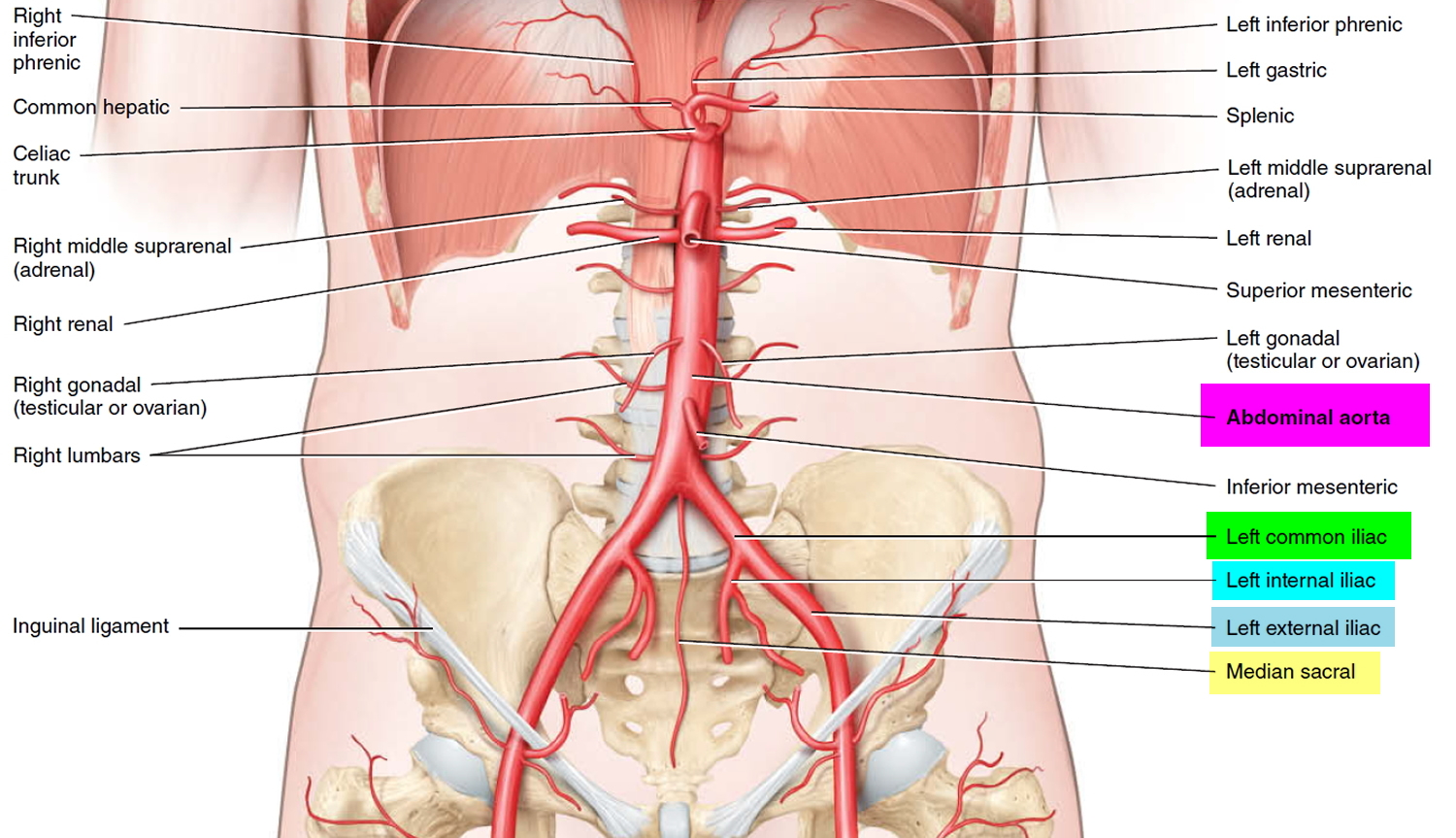 Iliac artery