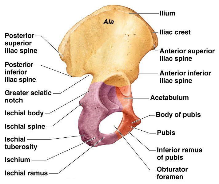 hip-bone-diagram