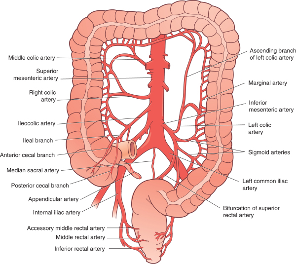 The IMA originates from the aorta at the level of L2 to L3, about 3 cm  above the aortic bifurcation. The left colic artery is the most proximal  branch,