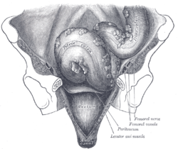 Iliac colon, sigmoid or pelvic colon, and rectum seen from the front, after  removal of pubic bones and bladder.
