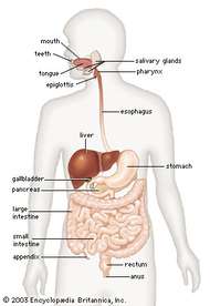 structure in human digestive system