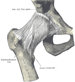 (Iliofemoral ligament visible at center.)