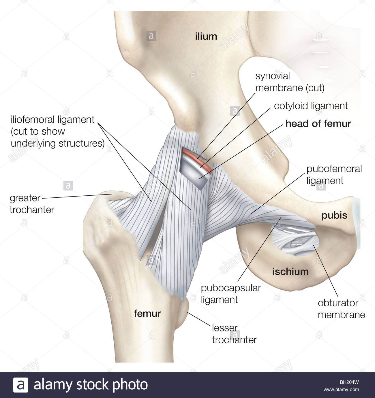 Hip and pelvis - Stock Image