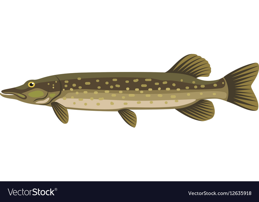 Pike northern esox lucius jackfish fish vector image
