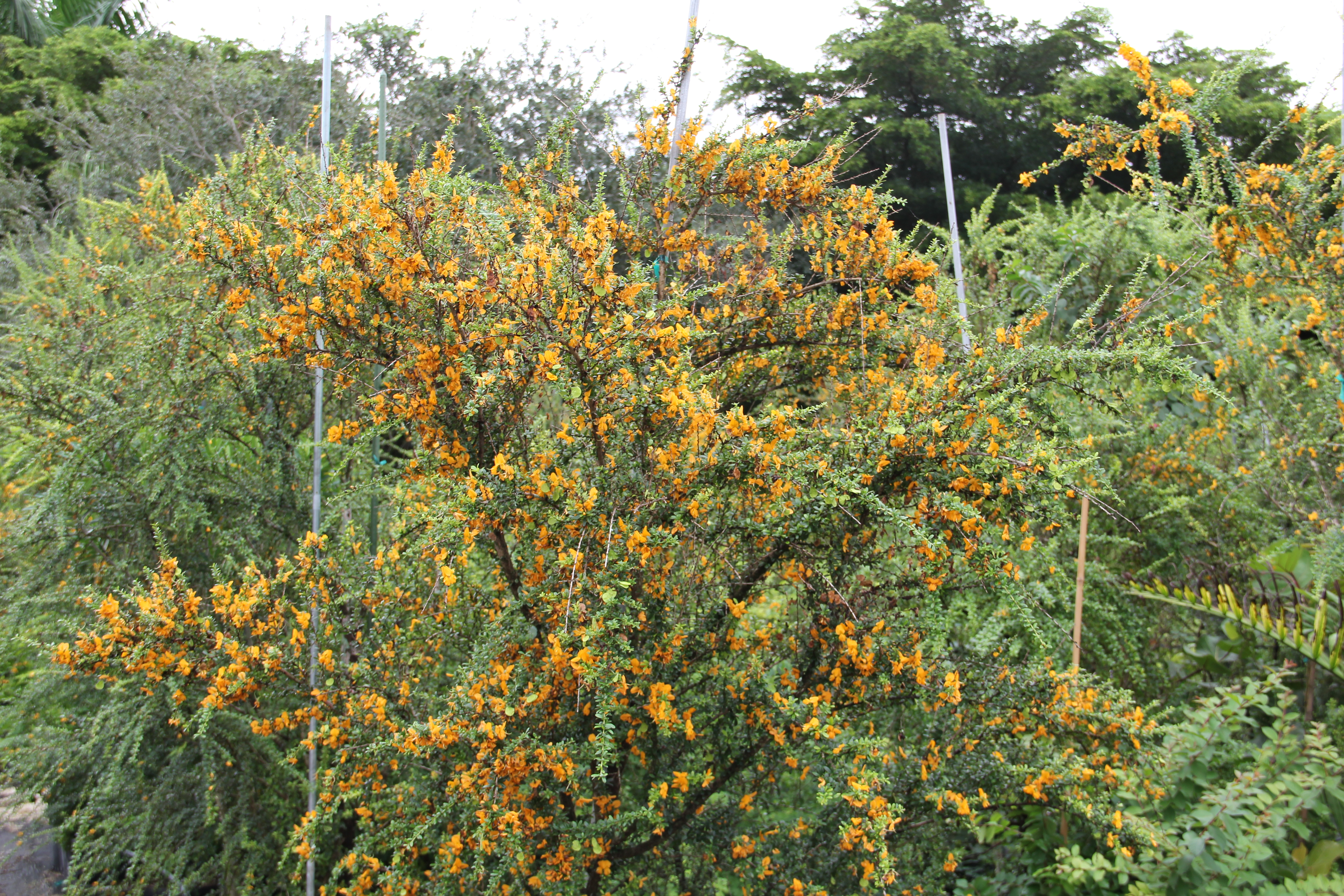 File:Brya Ebenus (Jamaican Rain Tree, Jamaican Ebony) (28771724392).